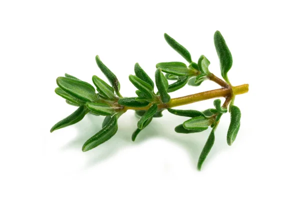 Thyme Close Hierba Aromática Verde Para Cocinar Sobre Fondo Blanco — Foto de Stock