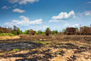 Eğik çizgi tarım, ve yanmak manzara Tayland pirinç alan için hazırlamak için