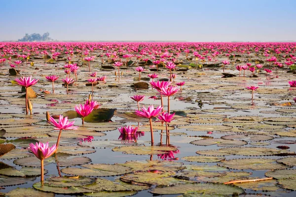 Lac avec des fleurs de Lotos — Photo