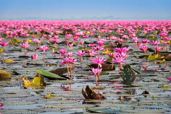 See mit lotos Blumen — Stockfoto