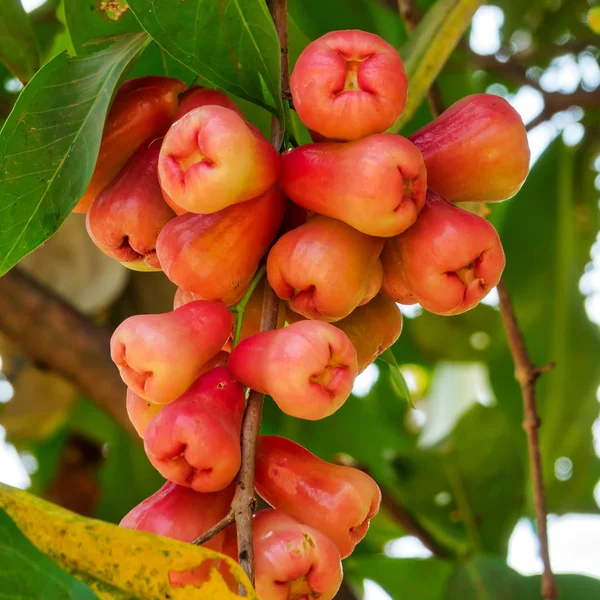 Java Μήλο Δέντρο Κοντινό Πλάνο Κόκκινο Τροπικά Φρούτα — Φωτογραφία Αρχείου