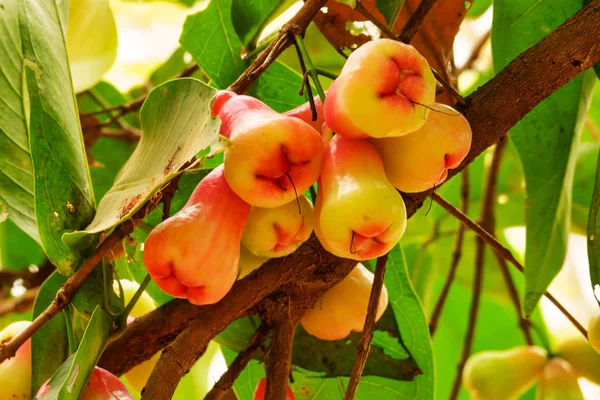 Java μήλο σε δέντρο — Φωτογραφία Αρχείου