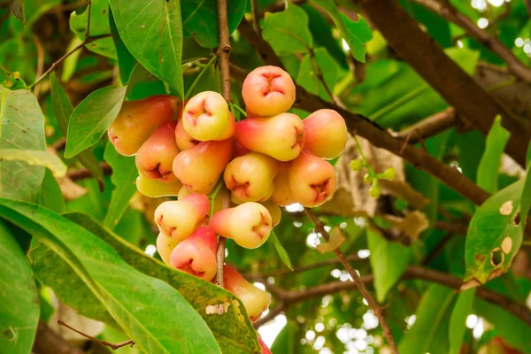 Java μήλο σε δέντρο — Φωτογραφία Αρχείου