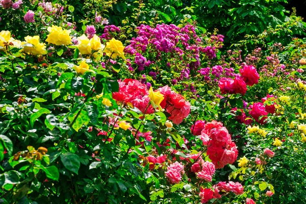 ハイブリッド ティーのバラの春 庭の美しい花が咲く — ストック写真