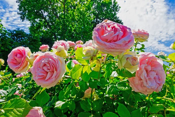 Rosas de chá híbridas na primavera — Fotografia de Stock