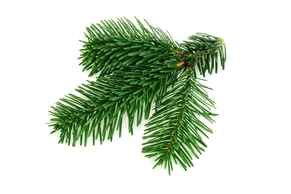 Fir Twig Isolated — Stock Photo, Image