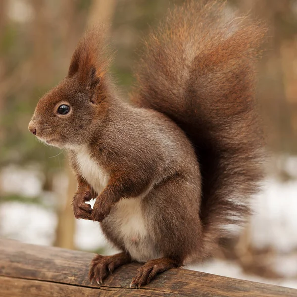 Red Squirrel — Stock Photo, Image