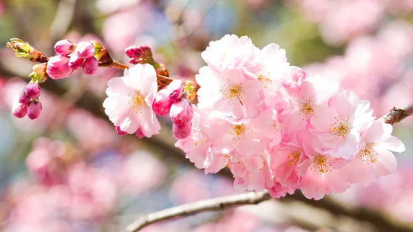 Pembe Cherry Blossom, meyve ağacı üzerinde güzel çiçek başları