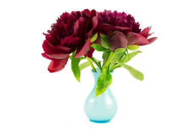Peonie in vase