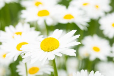 öküz gözü papatya