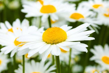 öküz gözü papatya