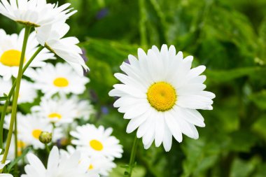 Güzel papatya çiçeği