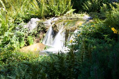 akış Şelalesi ve fern, bitkiler ile güzel doğası ile