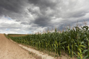 Mısır kırpma dramatik gökyüzü, kötü hava sahasında tarım ile