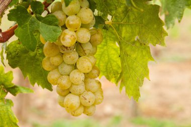 üzüm, şarap yapımı Tarım için bitkilerin kadar yakın