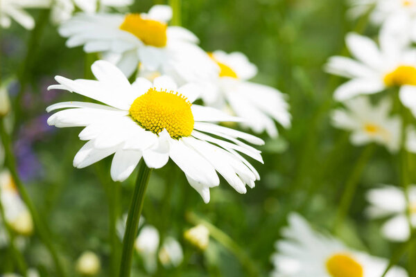 Быкоглазый ромашка
