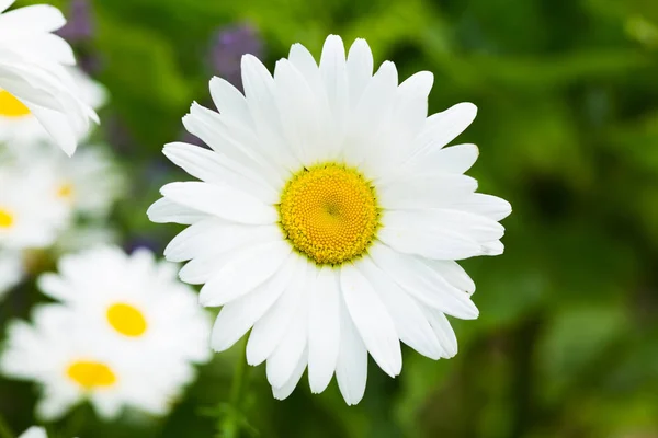 Beautiful Daisy Flower — Stock Photo, Image