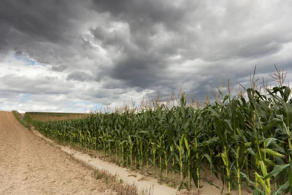 Mısır kırpma dramatik gökyüzü, kötü hava sahasında tarım ile