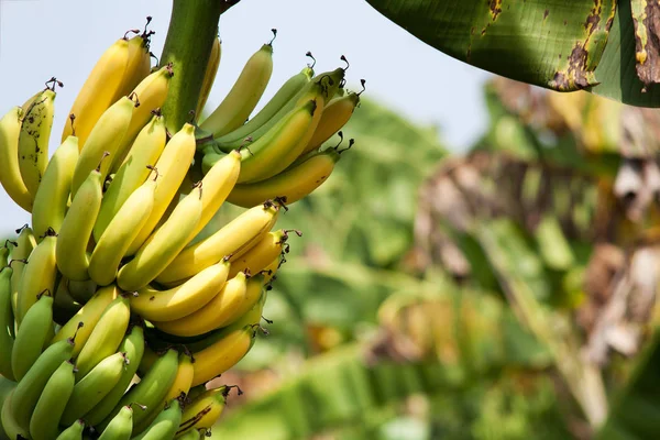 Banane Fruits Tropicaux Frais Sur Arbre Plantation — Photo