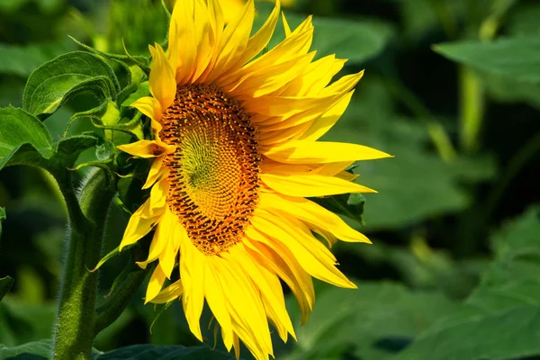 Ayçiçeği tarım alanı, bitki sarı çiçek Başkanı