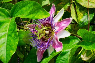 Çarkıfelek, yakın sürünen bitkinin çiçeklenme tropikal çiçek