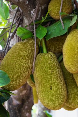 Nefesi, tropikal meyve ağacı üzerinde Kapat