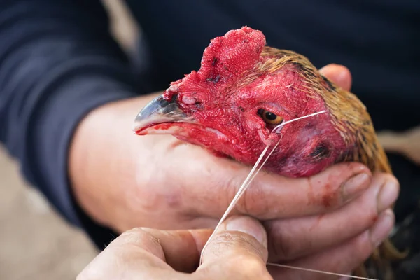 Animal Cruelty, close up of patch at cockfighting chicken