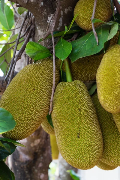 Nefesi, tropikal meyve ağacı üzerinde Kapat