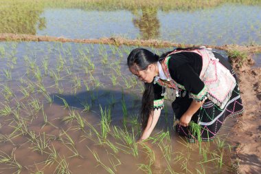 Hmong çeltik, geleneksel Ulusal kostüm Laos çalışır