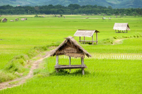çeltik luang namtha Vadisi, Laos, bitkilerde kulübe ile