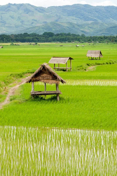 çeltik luang namtha Vadisi, Laos, bitkilerde kulübe ile