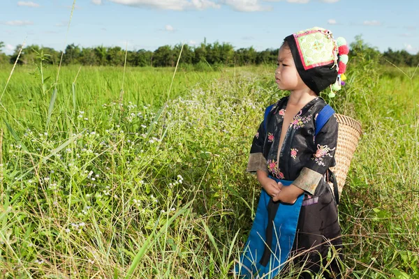 Asijská Dívka Hmong Rýžové Pole Tradičních Lidových Krojích — Stock fotografie