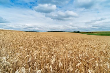 Tarım alanı ile dramatik gökyüzü, tahıl bitki, yatay