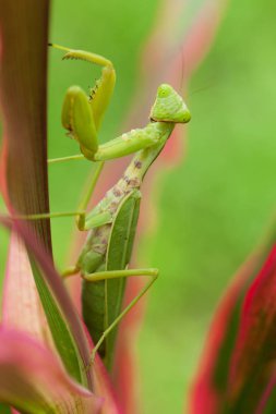 böcek doğa dua mantis, kapat