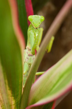 böcek doğa dua mantis, kapat