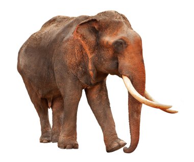 kırpma yolu ile fil