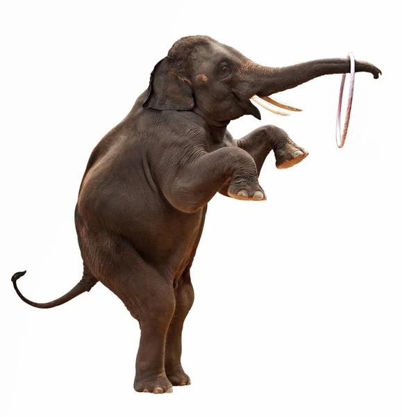 Elefante acrobatico isolato — Foto Stock