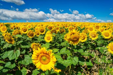 Cumulus bulutları'ile ayçiçeği alan, sarı çiçek başları ile güzel manzara