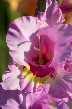 Gladiolus Bahçede çiçek açan güzel çiçekler