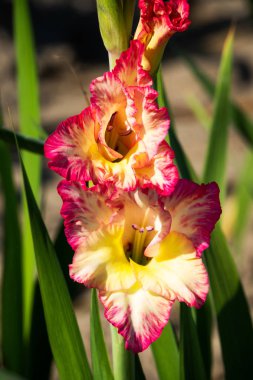 Gladiolus Bahçede çiçek açan güzel çiçekler