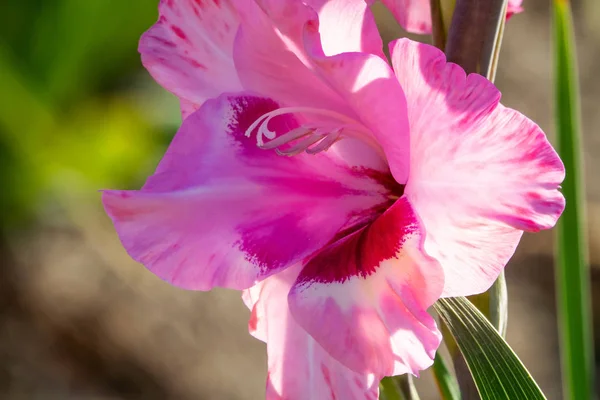 Gladiolus Närbild Vackra Blommor Blommar Trädgården — Stockfoto