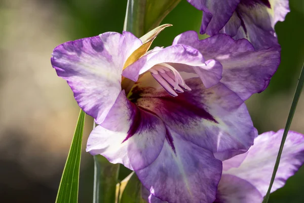 Gladiolo Primer Plano Hermosas Flores Floreciendo Jardín —  Fotos de Stock