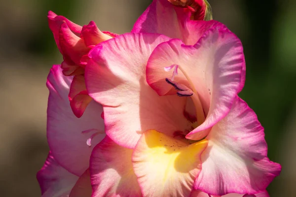 Gladiolo Primer Plano Hermosas Flores Floreciendo Jardín — Foto de Stock