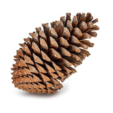 Çam Kozalağı Beyazın Üzerinde, Noel için dekorasyonun kapağı