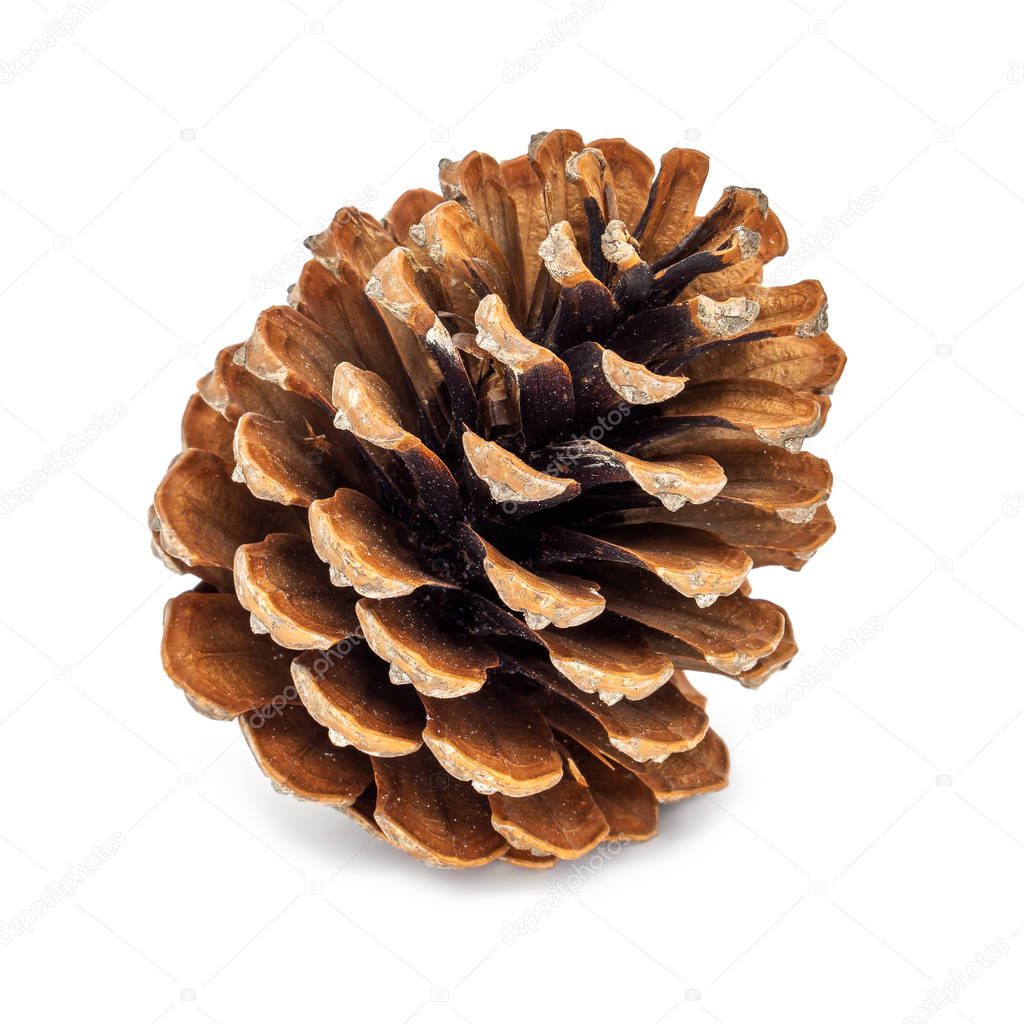 Pine Cone Isolated On White, close up of decoration for christmas