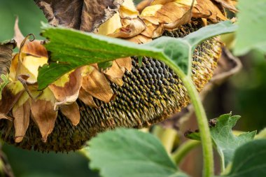 Ayçiçeği Wilted, kuraklık, tarım mahsulün yakın