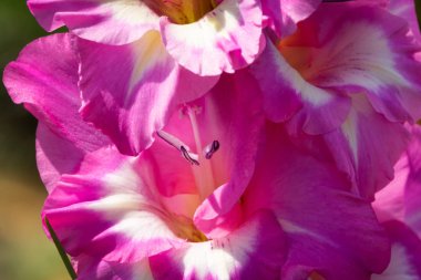 Glayöl çiçek, yakın çekim güzel çiçek