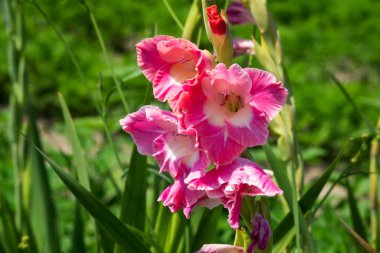 Glayöl çiçek, yakın çekim güzel çiçek
