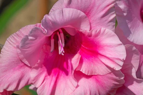 Gladiolus Blom Närbild Vacker Blomma — Stockfoto