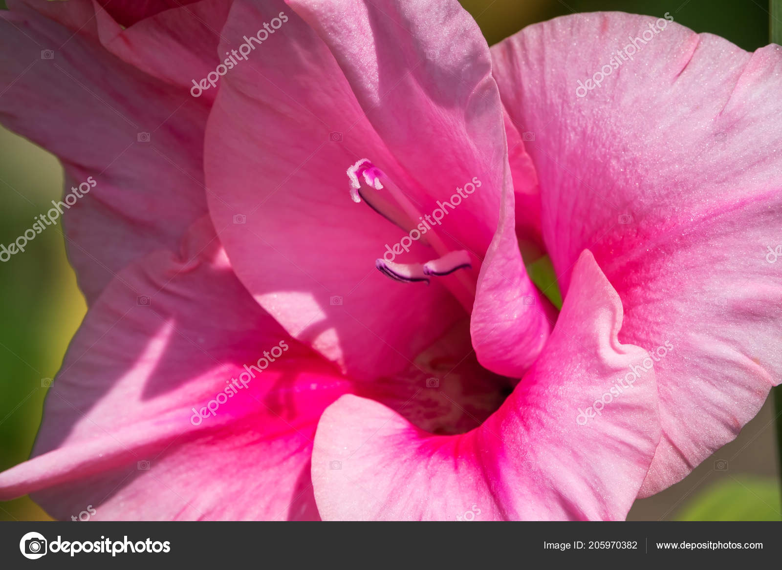 Gladiolus In Bloom, close up of beautiful flower 10